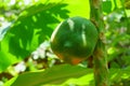 A single papaya fruit grows on a tree