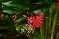 Single Paper Kite Idea leuconoe butterfly up close sitting on a pink flower with green leaf background.