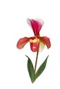 Single paphiopedilum Orchid Royalty Free Stock Photo