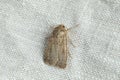 Single Paradrina clavipalpis moth on white cloth