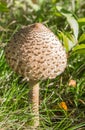 Single parasol mushroom Lepiota Procera or Macrolepiota Procera in the grass Royalty Free Stock Photo