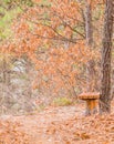 Single park bench next to a walking path Royalty Free Stock Photo