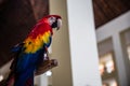 Single Parrot Perched on a Branch Royalty Free Stock Photo