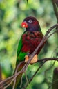 Single parrot (Trichoglossus haematodus, lorius chlorocercus) Royalty Free Stock Photo