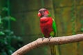 Single parrot (Trichoglossus haematodus, lorius chlorocercus) Royalty Free Stock Photo
