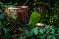 Single parrot (Trichoglossus haematodus, lorius chlorocercus) Royalty Free Stock Photo