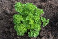 Single parsley plant in a herb bed with dark soil in the vegetable garden, high angel view from above selected focus