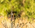 A single common whitethroat warbler, Sylvia communis on a perch