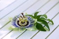 Passion flower on a white background