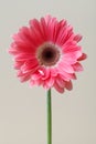 single pastel pink gerbera flower on white background, studio shot Royalty Free Stock Photo
