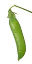 Single pea pod isolated on white Royalty Free Stock Photo