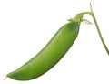 Single green pea pod isolated on white Royalty Free Stock Photo