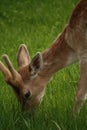Deer Grazing in the Grass