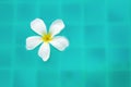 Single Peaceful Plumeria Flower Floating on Clear Rippling Water