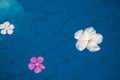 Single Peaceful Plumeria Flower Floating on Clear Water Royalty Free Stock Photo