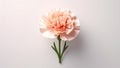 Single peach carnation flower on white background, studio shot, top view Royalty Free Stock Photo