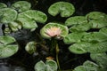 A single peach colored flowering lily