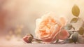 Single peach colored rose lying with a blurred background. AI Generated Royalty Free Stock Photo