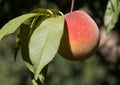 Single Peach Growing on Stem with Green Leaves Royalty Free Stock Photo