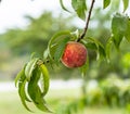 A single peach hanging on a branch Royalty Free Stock Photo