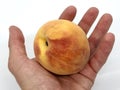 Single Peach in Mans Hand Isolated Royalty Free Stock Photo