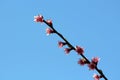 Single Peach or Prunus persica deciduous tree branch with pink flowers made of five petals and lanceolate broad green leaves Royalty Free Stock Photo