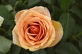 Rose peach flower Royalty Free Stock Photo