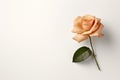 A single peach rose on a white background, AI Royalty Free Stock Photo