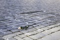 A single peach Rose on white Crosses in rememberance of 24.000 Covid-19 victims Royalty Free Stock Photo