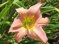 Peach and yellow Daylily Flower