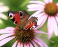 Single Peacock butterfly on a colorful garden flower Royalty Free Stock Photo