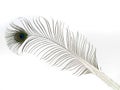 Single Peacock Feather Isolated On White Background