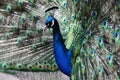 Single peacock showing off its feathers Royalty Free Stock Photo