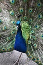 Single peacock showing off its feathers