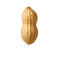 Single Peanut on Black Background Royalty Free Stock Photo