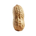 A Single Peanut In Its Shell Isolated On Black Background Royalty Free Stock Photo