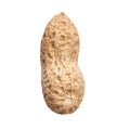 Single peanut with shell isolated on a white background Royalty Free Stock Photo