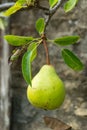 Single Pear Fruit Royalty Free Stock Photo