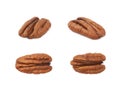 Single pecan nut isolated Royalty Free Stock Photo