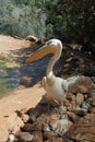 Single pelican Royalty Free Stock Photo
