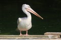 Single Pelican Royalty Free Stock Photo