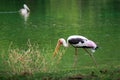 single of pelican catch fish from lake river. Pelican bird wallpaper , background