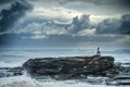 Single pelican on a massive rock on a beach Royalty Free Stock Photo