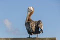 A pelican pelecanus enjoys the sunshine and looks over its shoulder