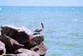 Single pelican on the rocks Royalty Free Stock Photo