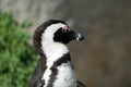 Single Penguin at Cape Peninsula