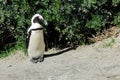 Single Penguin at Cape Peninsula