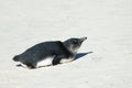 Single Penguin at Cape Peninsula