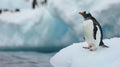single penguin on a piece of ice. AI Generative