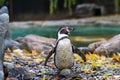 A single penguin stands on rocks by the water